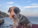 Şapşahane Baba Fotoğrafı Da Paylastım