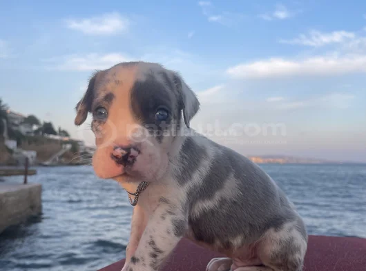 Şapşahane Baba Fotoğrafı Da Paylastım görsel