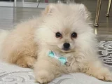 Yavru Pomeranian Boo 3 Aylık Erkek