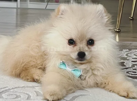 Yavru Pomeranian Boo 3 Aylık Erkek görsel