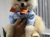 Yavru Pomeranian Boo 3 Aylık Erkek