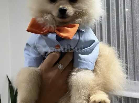 Yavru Pomeranian Boo 3 Aylık Erkek görsel