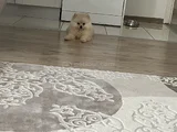 Yavru Pomeranian Boo 3 Aylık Erkek