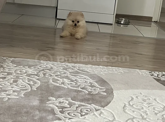 Yavru Pomeranian Boo 3 Aylık Erkek görsel