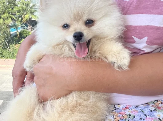 Yavru Pomeranian Boo 3 Aylık Erkek görsel