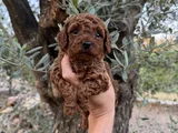 Sevgiyle Büyüyen Safkan Poodle Bebeklerimiz