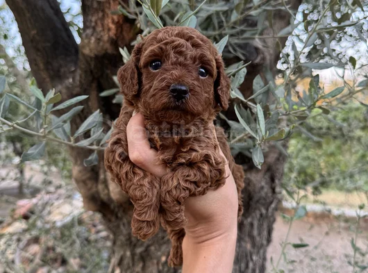Sevgiyle Büyüyen Safkan Poodle Bebeklerimiz görsel