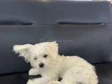 Maltes Terrier