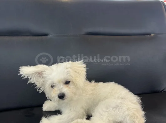 Maltes Terrier görsel