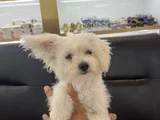 Maltes terrier