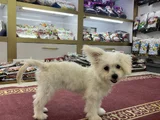 Maltes Terrier
