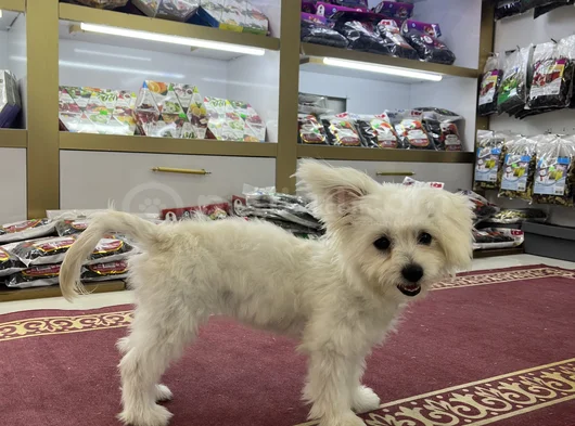 Maltes Terrier görsel