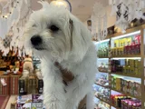 Maltes Terrier