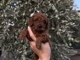 Sağlıklı Ve Neşeli Poodle Yavrularım Yeni Yuvalarını Bekliyo