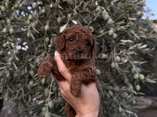 Sağlıklı Ve Neşeli Poodle Yavrularım Yeni Yuvalarını Bekliyo görsel