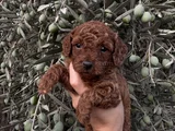 Sağlıklı Ve Neşeli Poodle Yavrularım Yeni Yuvalarını Bekliyo