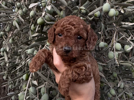 Sağlıklı Ve Neşeli Poodle Yavrularım Yeni Yuvalarını Bekliyo