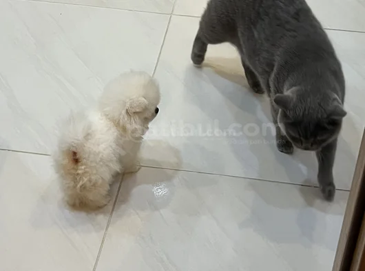 Safkan Secereli Ayı Surat Beyaz Pomerian Boo görsel