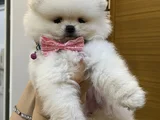 Safkan Secereli Ayı Surat Beyaz Pomerian Boo