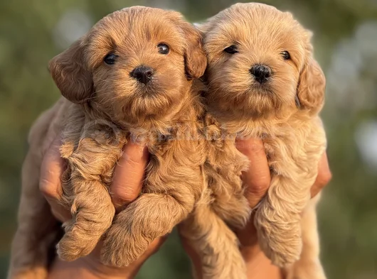 Teacup F1 Malti̇poo Bebekler