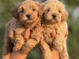 Teacup F1 Malti̇poo Bebekler