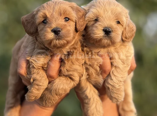 Teacup F1 Malti̇poo Bebekler görsel