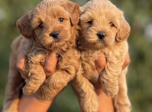Teacup F1 Malti̇poo Bebekler görsel