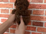 Sağlıklı Ve Neşeli Poodle Yavrularım Yeni Yuvalarını Bekliyo