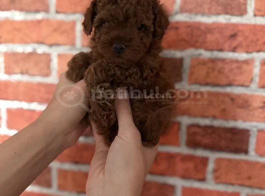 Sağlıklı Ve Neşeli Poodle Yavrularım Yeni Yuvalarını Bekliyo görsel
