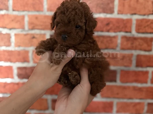 Sağlıklı Ve Neşeli Poodle Yavrularım Yeni Yuvalarını Bekliyo görsel