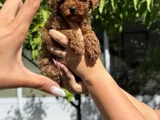 Toy Poodle Ped Eğitimli Sağlık Ve Irk Garantili