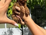 Toy Poodle Ped Eğitimli Sağlık Ve Irk Garantili