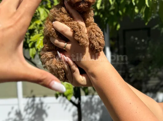 Toy Poodle Ped Eğitimli Sağlık Ve Irk Garantili görsel