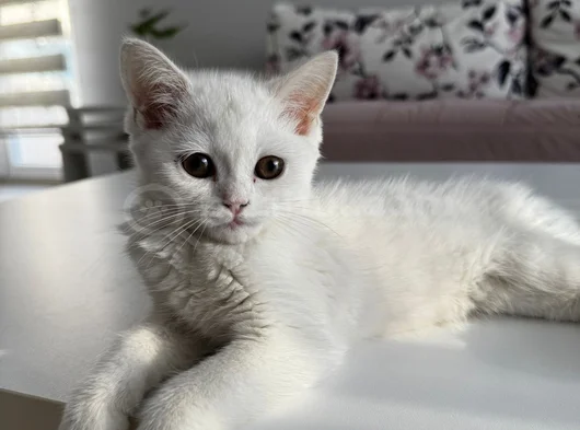 British Shorthair Cinsi Sahiblendirme Kedi  görsel