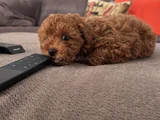 Sağlıklı Ve Neşeli Poodle Yavrularım Yeni Yuvalarını Bekliyo