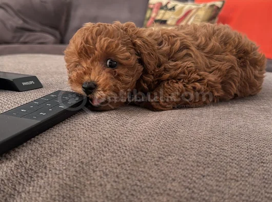 Sağlıklı Ve Neşeli Poodle Yavrularım Yeni Yuvalarını Bekliyo görsel