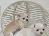 Çanta Boy Aşılı Ve Tuvalet Eğitimli Chihuahua Yavrular