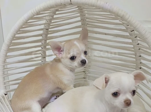 Çanta Boy Aşılı Ve Tuvalet Eğitimli Chihuahua Yavrular görsel
