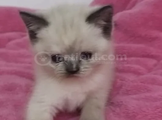 2 Di̇şi̇ 2 Erkek Bal Bebekler görsel