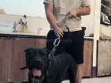 Safkan Black Cane Corso