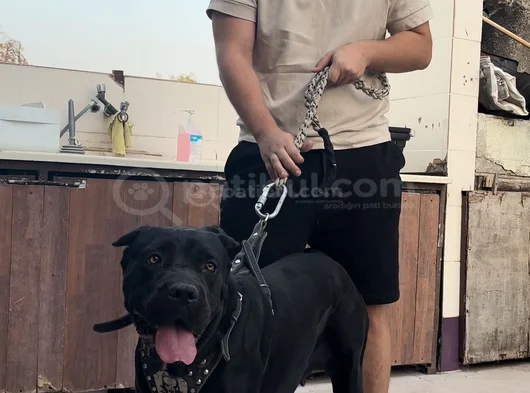 Safkan Black Cane Corso görsel