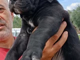 Safkan Black Cane Corso