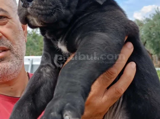 Safkan Black Cane Corso görsel