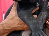Safkan Black Cane Corso