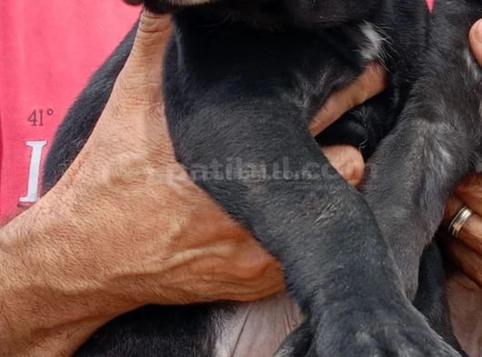Safkan Black Cane Corso görsel