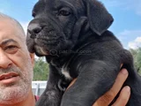 Safkan Black Cane Corso
