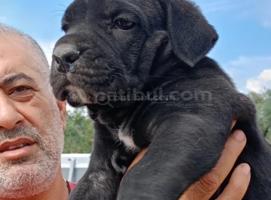 Safkan Black Cane Corso görsel