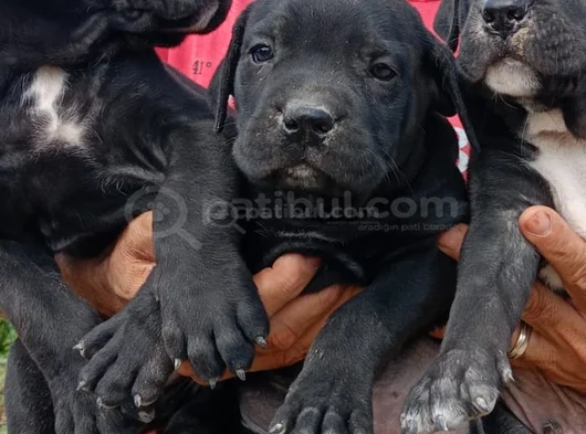 Safkan Black Cane Corso