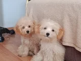 Tatlış maltipoo bebeklerr