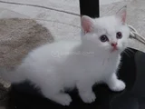 Safkan British Shorthair  Aciklamayı Okuyun Lutfen